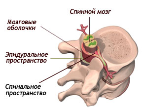 spinnoj-mozg.jpg