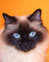 birman-ver.jpg