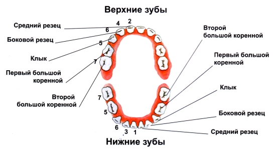 зубы.jpg