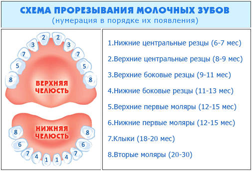 molochnye-zuby-prorezyvanie-shema1.gif