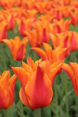 270_Zauberstaude_tulipaballerina.3.jpg