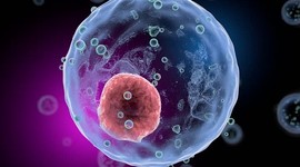 Ученые создали искусственный эмбрион человека