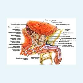 Атрофия семенного пузырька и семенного канатика