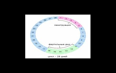 как узнать какая фаза цикла. 5c4e47ee15a98039b3ec5c8a20ef7ec6. как узнать какая фаза цикла фото. как узнать какая фаза цикла-5c4e47ee15a98039b3ec5c8a20ef7ec6. картинка как узнать какая фаза цикла. картинка 5c4e47ee15a98039b3ec5c8a20ef7ec6.