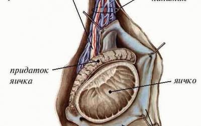 Яичко мужское строение фото
