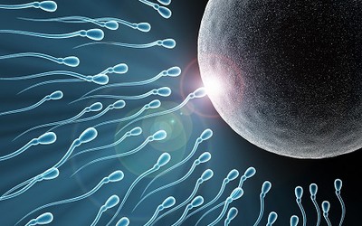 Сперматогенез, овогенез, оплодотворение
