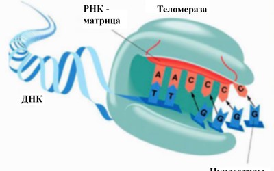 В Израиле создано новое средство для лечения бесплодия