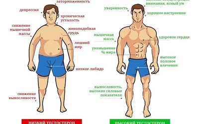 Как мята влияет на тестостерон. картинка Как мята влияет на тестостерон. Как мята влияет на тестостерон фото. Как мята влияет на тестостерон видео. Как мята влияет на тестостерон смотреть картинку онлайн. смотреть картинку Как мята влияет на тестостерон.