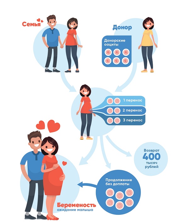 Донорская яйцеклетка. Донорство яйцеклеток. Донорство эко. Эко с донорской яйцеклеткой. Донация ооцитов.